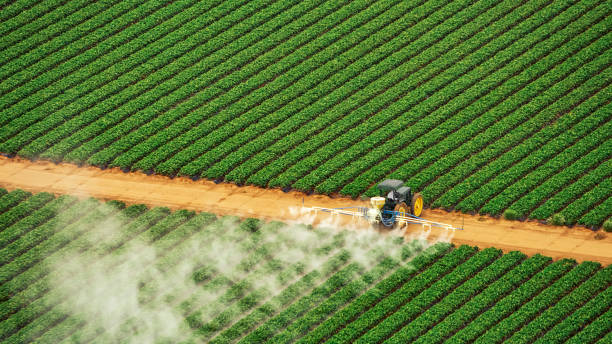 Best Local Pest Control Services  in Magnolia Springs, AL
