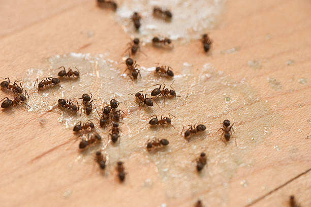 Best Affordable Pest Control Services  in Magnolia Springs, AL